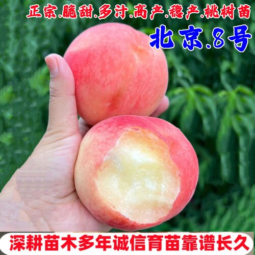 平谷桃树果苗嫁接北京8号桃苗脆甜离核八号桃子苗庭院南北方种植