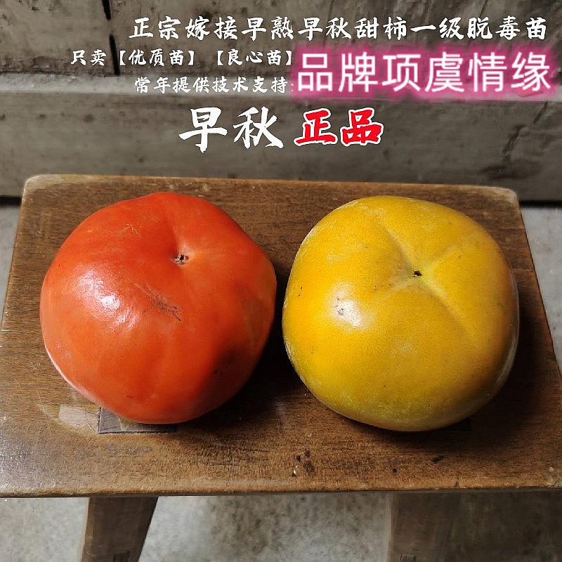 早秋柿子苗嫁接无核脆甜柿子树苗南北方种植盆栽花园地栽当年结果