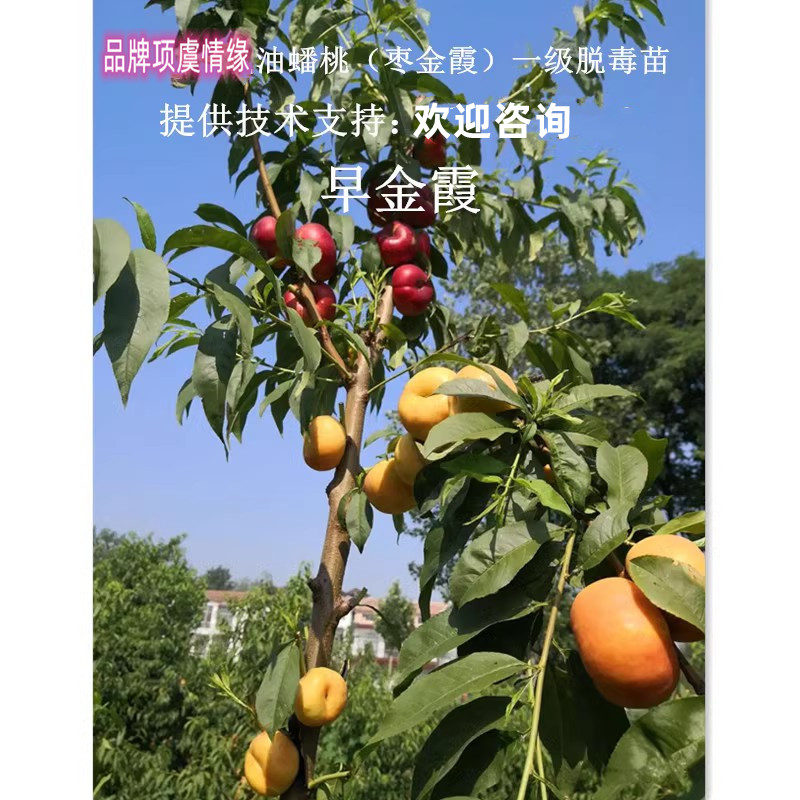 嫁接金霞早油蟠桃苗早金霞蟠桃树苗特早熟脆甜黄金蟠果苗当年结果