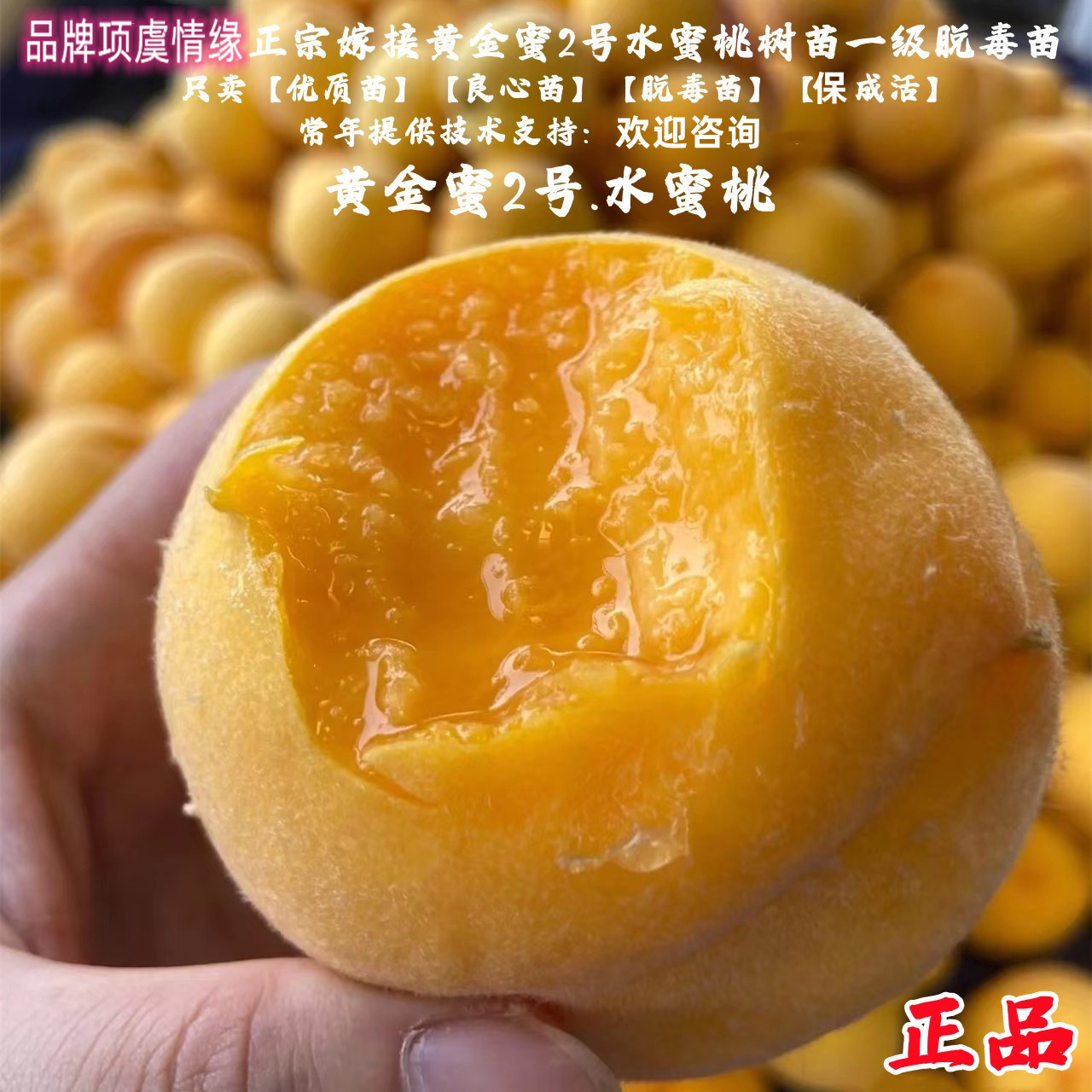 黄桃树苗嫁接黄金蜜2号桃树苗软甜水蜜桃苗南方北方种植当年结果