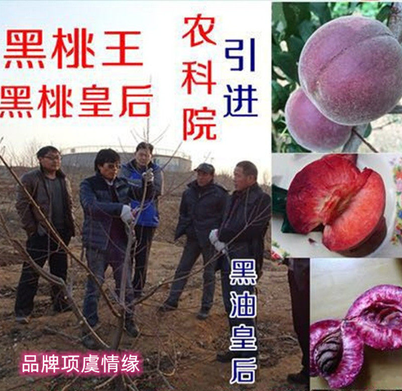 桃树果苗大新品种晚熟中华黑桃王桃树苗黑桃皇后树苗黑油皇后苗