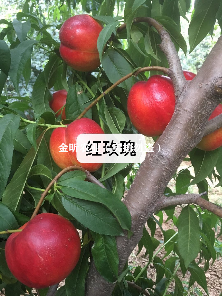 新品种油桃树苗红玫瑰油桃王树苗六月成熟离核南方北方种植果树苗