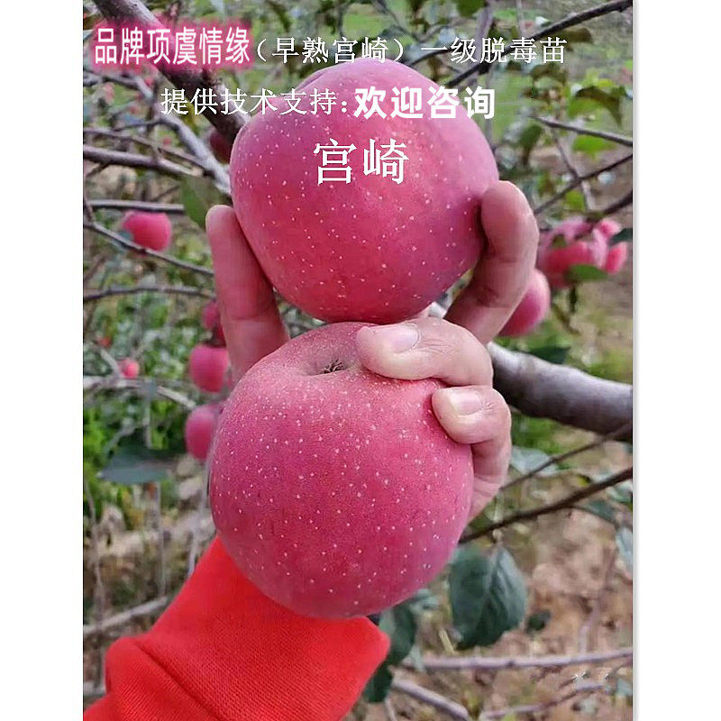 嫁接早熟日本宫崎苹果苗脆甜红富士苹果树苗南方北方种植庭院果树