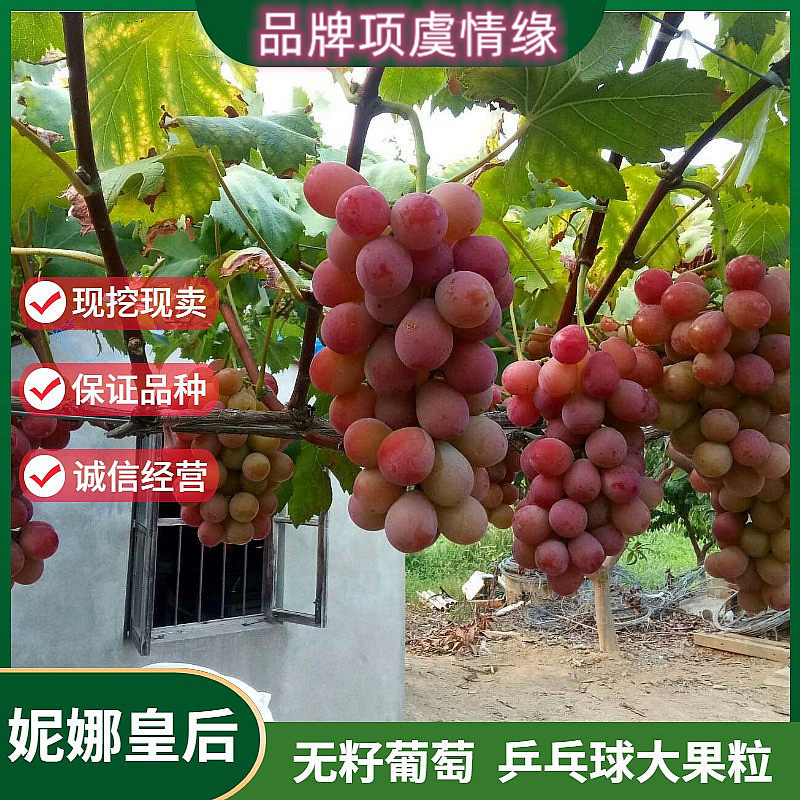 嫁接葡萄苗妮娜皇后葡萄树苗盆栽特大庭院地栽爬藤果树苗当年结果