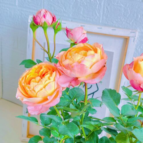 阳台月季花卉大花美人月季玫瑰花苗盆栽带花苞发货四季庭院绿植