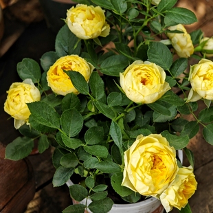 金丝雀月季花苗阳台庭院盆栽四季勤花开花机器奶黄包型四季好养活