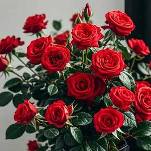 迷你小月季花苗盆栽带花苞好养室内花卉植物开花微型月季四季开花