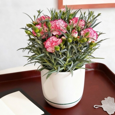 康乃馨盆栽带花苞母亲节优选花束送妈妈礼物云南发货室内好养花卉