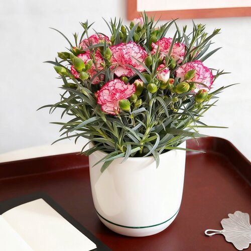 康乃馨盆栽带花苞母亲节优选花束送妈妈礼物云南发货室内好养花卉
