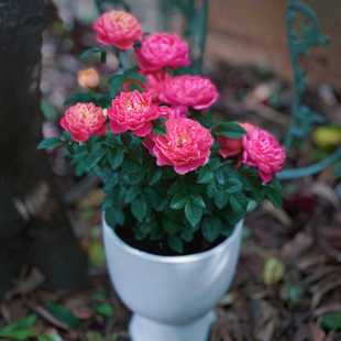 正宗绝色果汁阳台月季花苗四季盆栽庭院浓香丰花型超矮月季带花苞