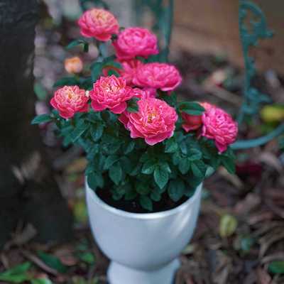 丰花多头阳台微型月季