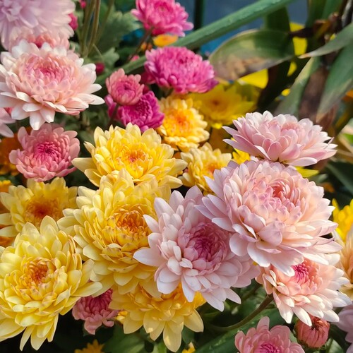 宝莲灯雏菊新手好养花140#盆云南基地直发好养盆栽