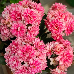 正版梦幻巴黎长寿花盆栽大花重瓣好养盆栽带花苞花卉基地直发