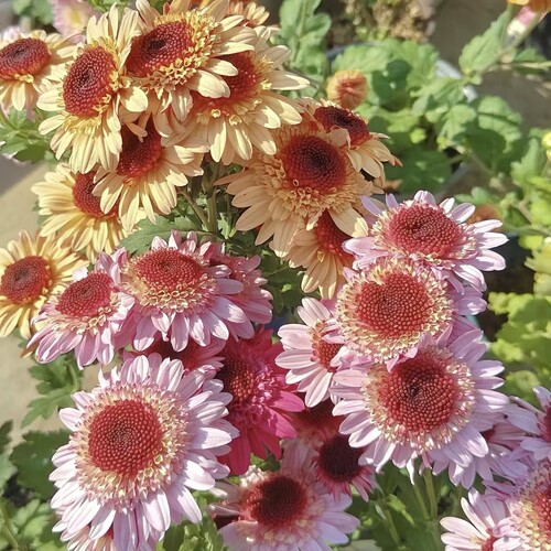 草莓熊小雏菊140#盆云南基地直发好养盆栽适合庭院阳台