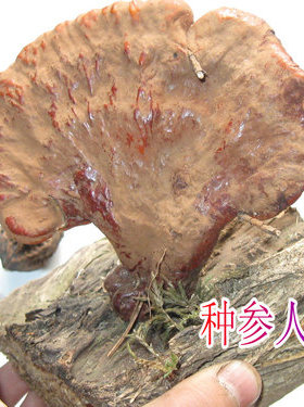 长白山灵芝 赤灵芝  今年的新货哦 90元/50克