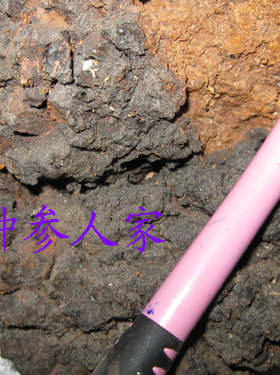 长白山野生桦褐孔菌 白桦茸桦树茸 桦树桑黄 桦树泪 50元/半斤