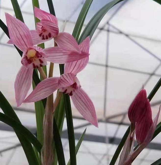 国兰传统铭品春剑新津胭脂色花兰草红花四川兰花