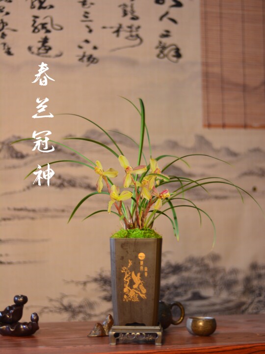 春兰冠神办公桌礼品花卉精品兰花高端兰草带花苞绿植庭院阳台盆栽