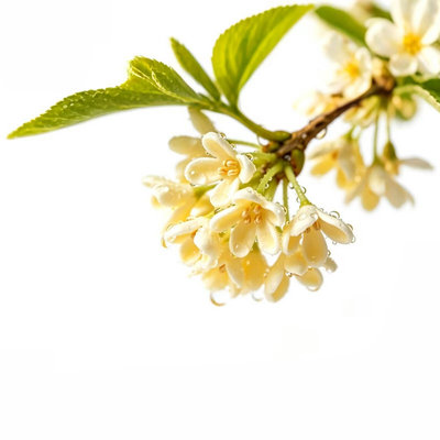 ［瘦人和香］雨后桂花 天然桂花香手工制作线香