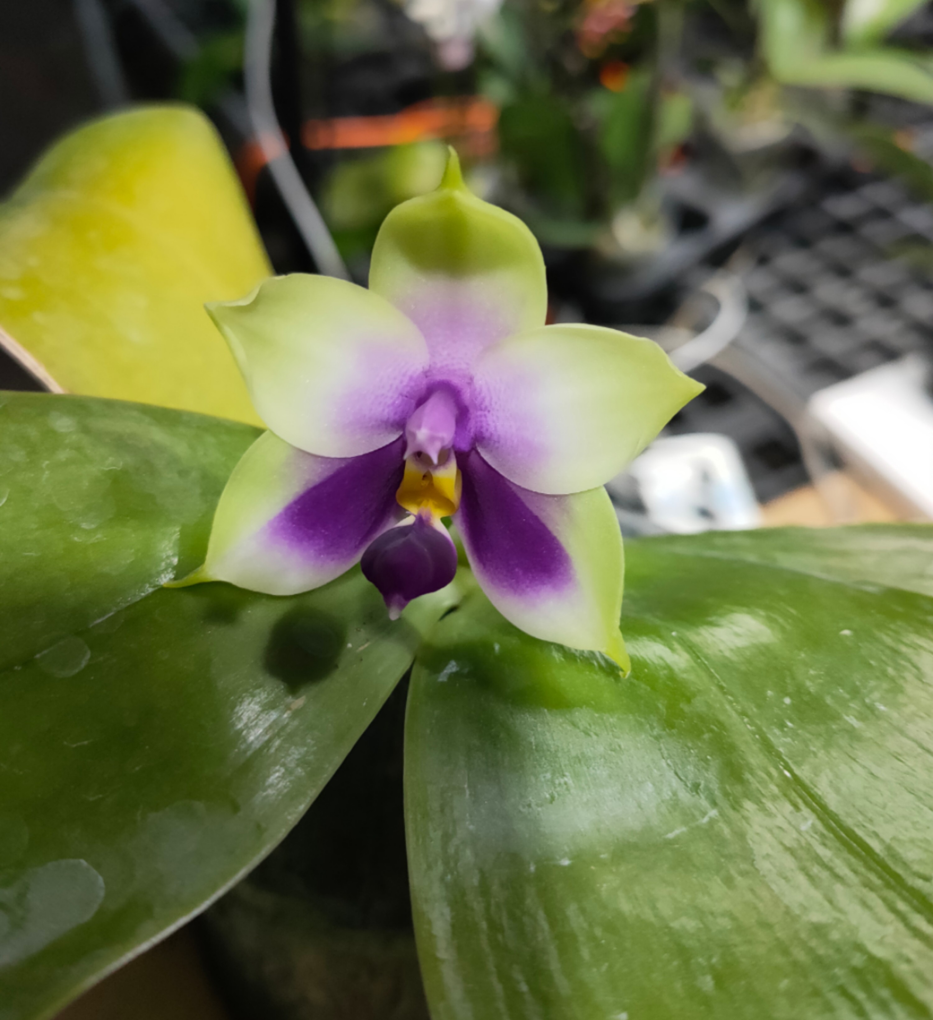 bellina  x sib 贝丽娜原生种蝴蝶兰珍奇类浓香