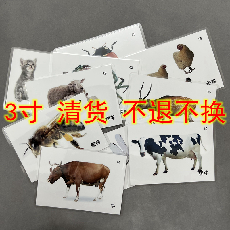 儿童早教益智训练认知卡片教具
