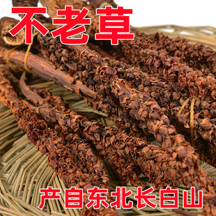 长白山特产不老草神仙草列当草苁蓉东北特产中药材炖汤泡酒大棵