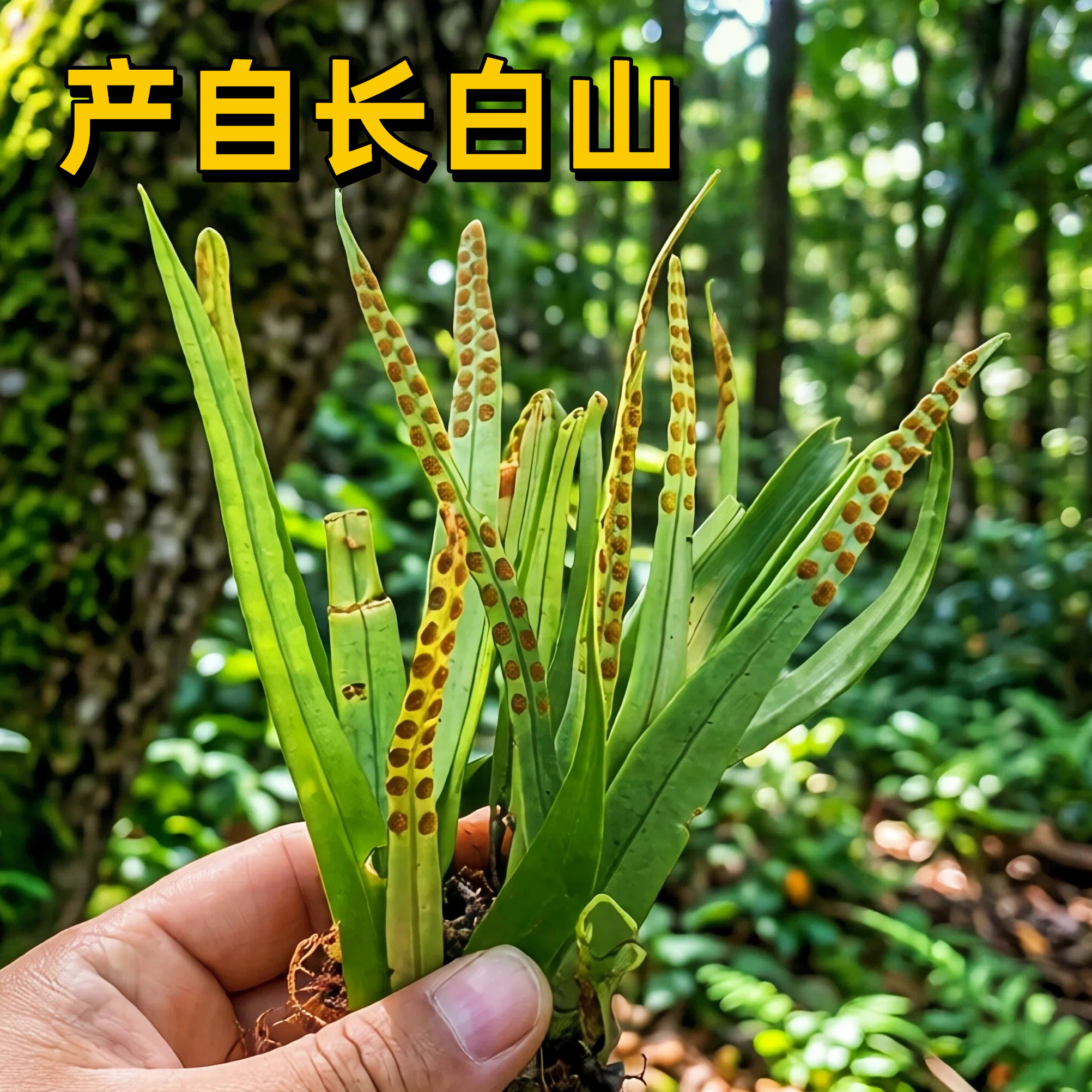 肾精茶长白山精选老叶中药村
