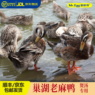 蛋鲜森老麻鸭 谷物喂养散养啤酒鸭现杀速冻新鲜1000g/只 顺丰包邮