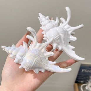 2025 洋气新款 2026时尚 海洋海螺抓夹发夹夏日海滩独特鲨鱼夹样式