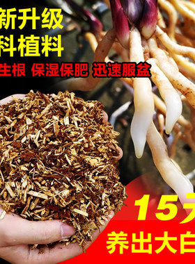 杉树木屑兰花专用土壤植料