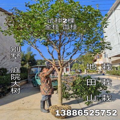 12公分八月桂四季桂庭院桂花树苗