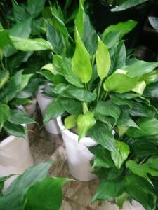 上海鲜花直送价格 上海鲜花直送图片 星期三