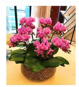 上海鲜花直送价格 上海鲜花直送图片 星期三