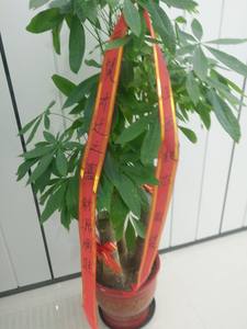 上海鲜花直送价格 上海鲜花直送图片 星期三