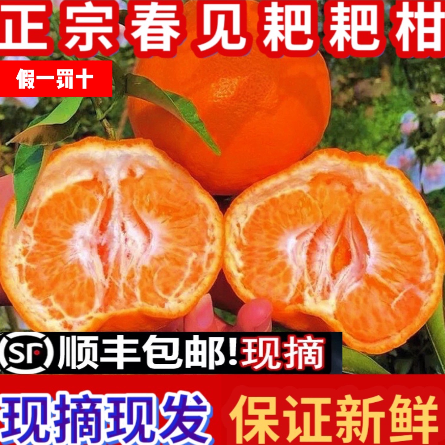 四川春见耙耙柑 现摘现发 香甜爆汁 保证新鲜 顺丰包邮
