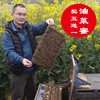 四川农家油菜蜜菜花蜜原蜜蜂蜜农家自产结晶蜂蜜包邮500g
