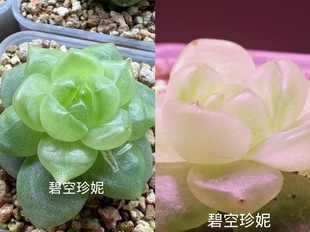 碧空珍妮繁殖中，此链接做展示用