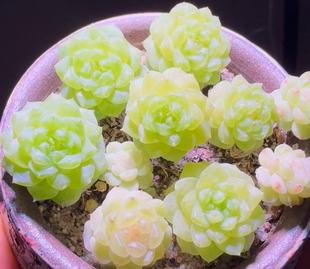 纸鸢五头群68包邮