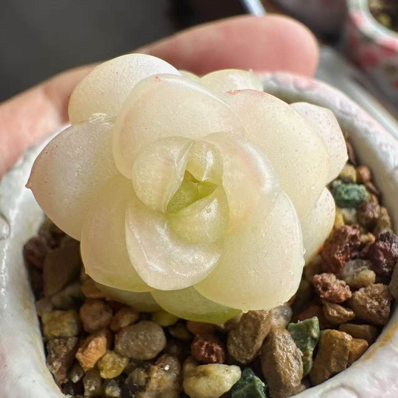 白月光珍妮，叶插繁殖中，此链接多肉植物