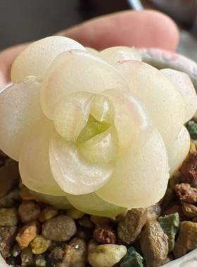 白月光珍妮，叶插繁殖中，此链接只做展示