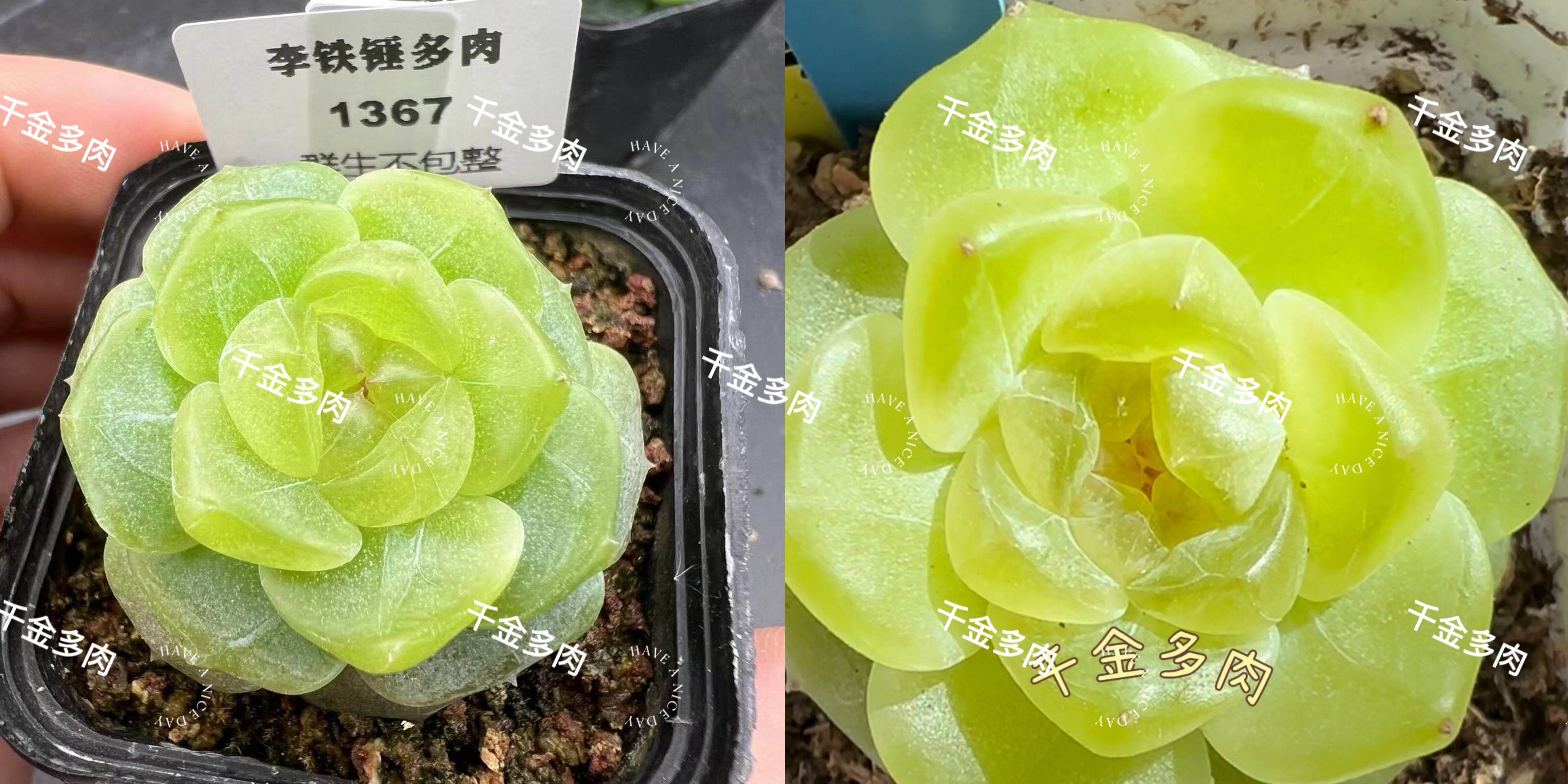 拍卖款甜心t5000原始编号1367，2024年千金5026元拍下的独家母本