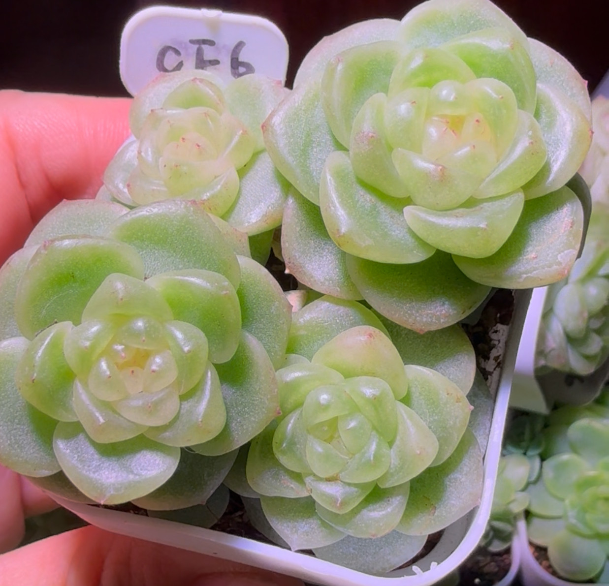 cf6模特图，叶插单头38多一多肉植物