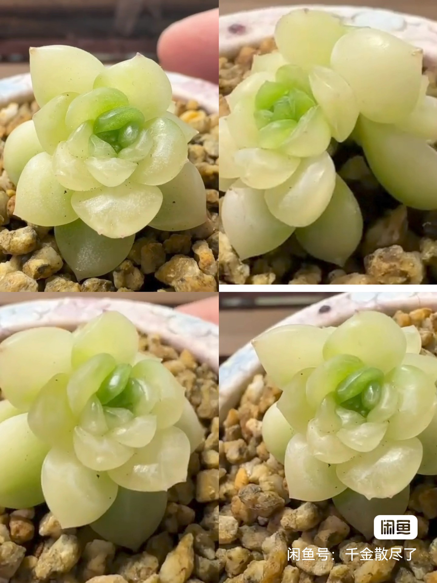 财富密码翡翠CF28