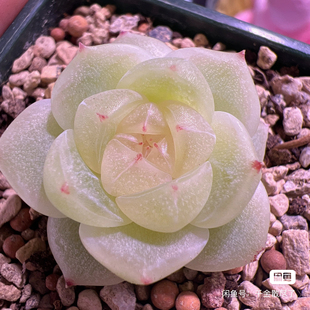 千金财富密码，cf100铂金，直播展示