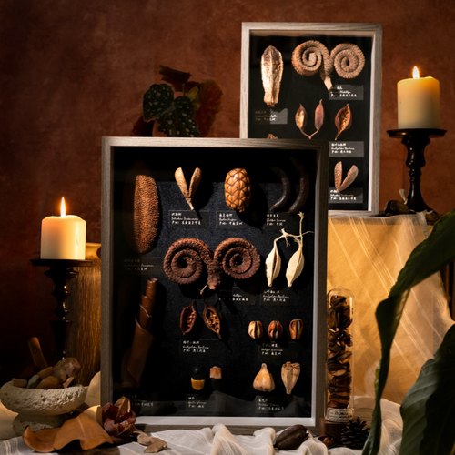 生野造物种子标本装饰画