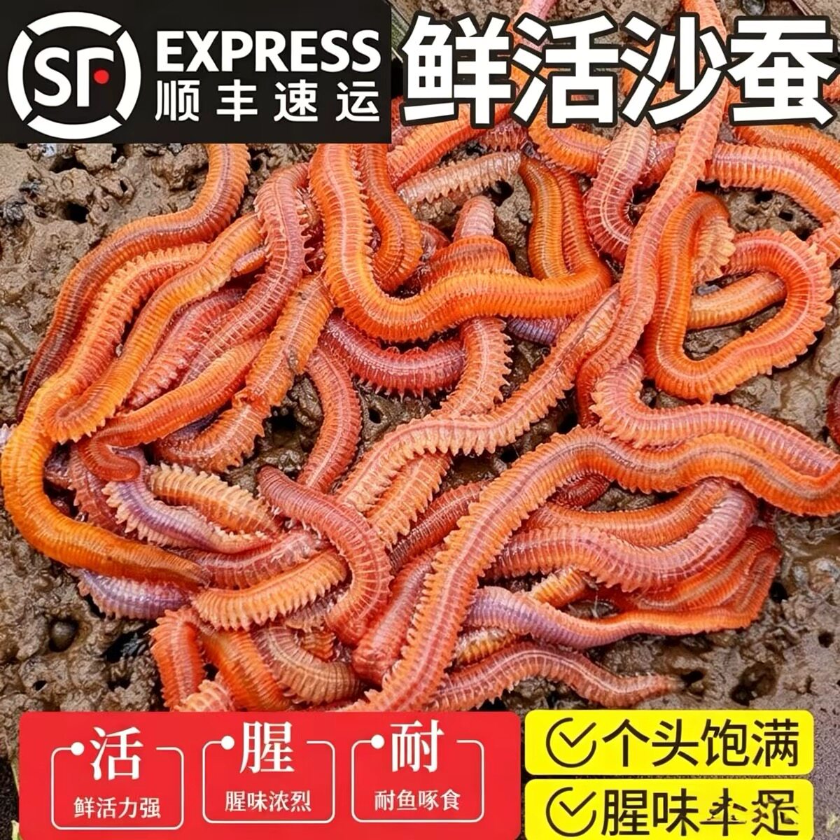 全国顺丰包邮活沙蚕活饵红虫鱼饵料青虫海钓鱼饵钓饵鲈鱼饵海蚂蝗