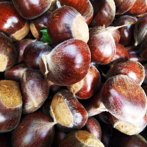 怀柔栗子板栗油栗子促销活动中