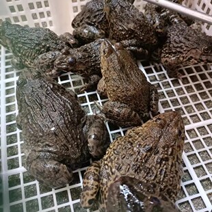 庐山石鸡南昌田鸡下酒菜山泉水滋补美食非石蛙刺胸蛙肉山鸡下饭菜