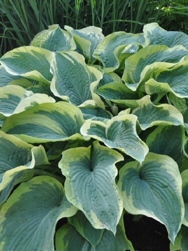 加仑玉簪耐阴庭院观叶植物包邮