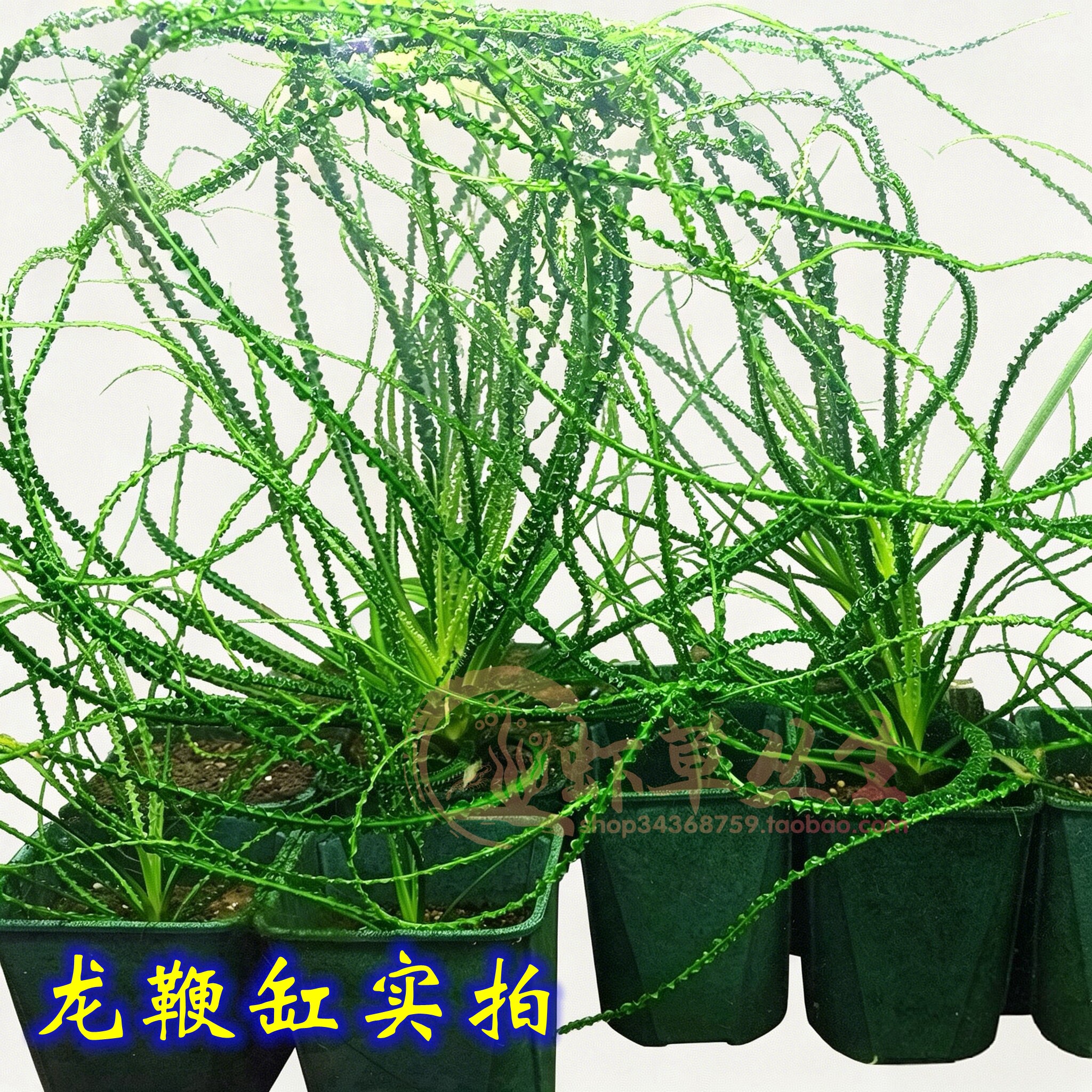 小龙鞭水草墨西哥莎草缎带椒草大型后景草水下叶细叶龙鞭鱼缸造景